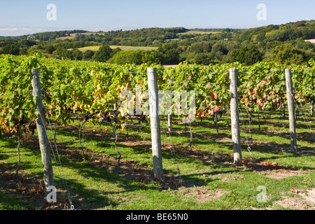 Blick auf Weinberge in Kent Stockfoto