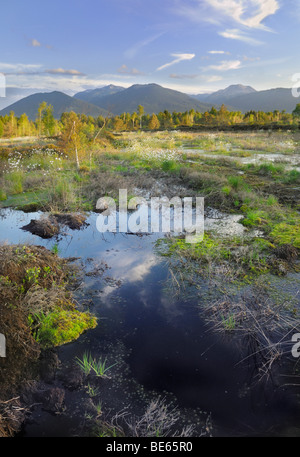 Feuchtgebiete, Renaturierung von Moor mit Blumen von Hares-Tail Wollgras, Grasbüschel Wollgras oder ummantelt Cottonsedge (Eriophor Stockfoto