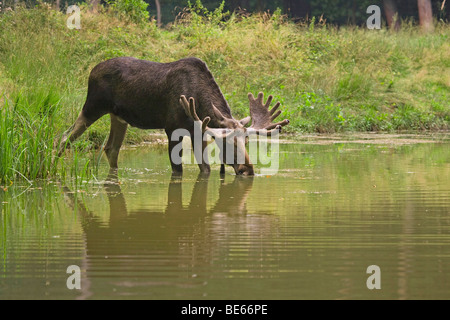 Elch (Alces Alces). Bull trinken. Stockfoto