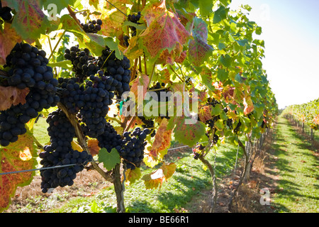 Trauben am Rebstock Stockfoto