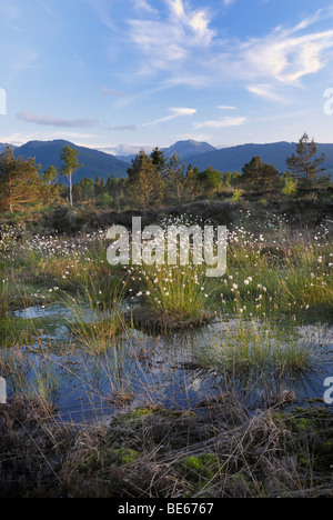 Feuchtgebiete, Renaturierung von Moor mit Blumen von Hares-Tail Wollgras, Grasbüschel Wollgras oder ummantelt Cottonsedge (Eriophor Stockfoto