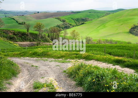 Feldweg in der Provinz Siena in der Nähe von Asciano Stockfoto