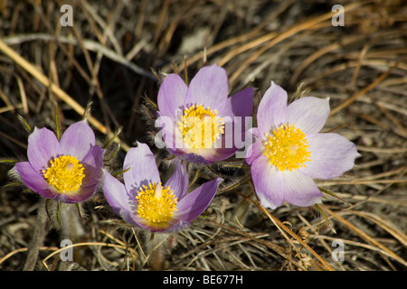 Nördlichen Crocus, Prairie Crocus, Prairie Rauchen oder Kuhschelle (Pulsatilla Patens), Slims Flusstal, Kluane National Park, Stockfoto