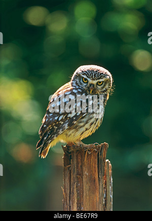 kleine Eule auf Pole / Athene Noctua Stockfoto