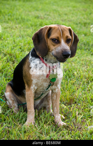 Beagle im sitzen Stockfoto