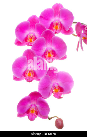 Orchidee (Phalaenopsis sp.) Stockfoto