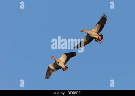 Nilgans (Alopochen Aegyptiacus), paar auf der Flucht. Stockfoto