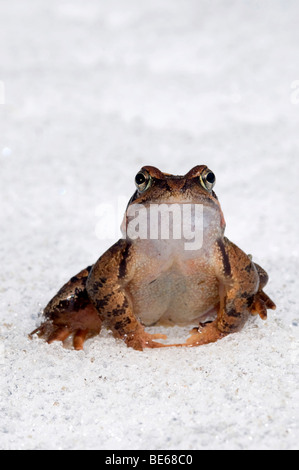 Grasfrosch, Grasfrösche, Frosch, Frösche, Frösche bei der Paarung