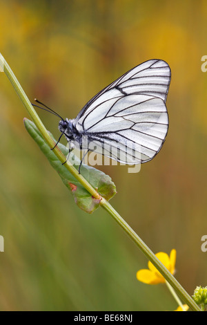 Schwarz geäderten weißer Schmetterling (Aporia Crataegi), Naturschutzgebiet, Lueneburg Heath, Niedersachsen, Deutschland, Europa Stockfoto