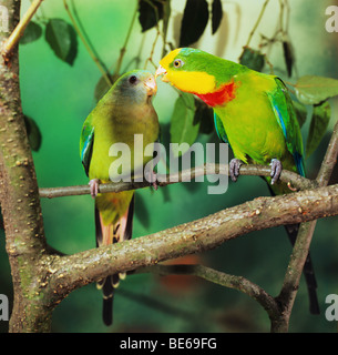 Hervorragende Papageien-paar auf AST / Polytelis Swainsonii Stockfoto