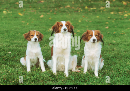 Kooikerhondje Hund mit zwei Welpen - sitzen auf einer Wiese Stockfoto