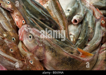 Auswahl an frischem Fisch gefangen vor der walisischen Küste auf Verkauf in Abergavenny Food Festival Monmouthshire South Wales UK Stockfoto