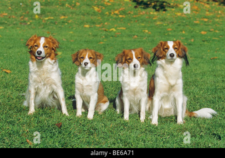 drei Kooikerhondje Hunde mit einem Welpen - sitzen auf einer Wiese Stockfoto