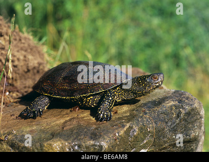 Europäische Sumpfschildkröte auf Stein / Emys Orbiculari Stockfoto