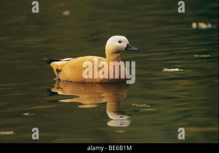 Ruddy Brandgans (weiblich) - schwimmen / Tadorna Ferruginea Stockfoto