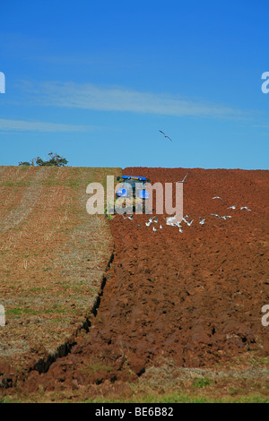 Herbst Pflügen in einem Feld in Cannington, Somerset, England, UK Stockfoto