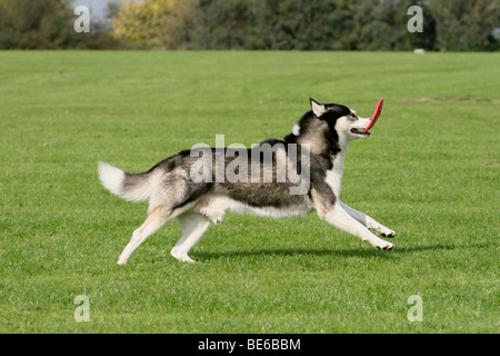 Siberian Husky läuft über eine Wiese mit einer Frisbee-Scheibe in den Mund Stockfoto