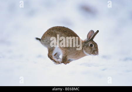 Europäische Kaninchen - laufen im Schnee / Oryctolagus Cuniculus Stockfoto