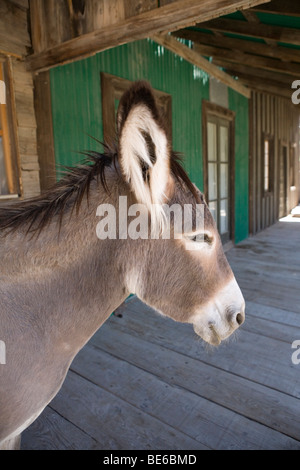 Westliche Altstadt Oatman, Kalifornien entlang der klassischen Route 66. Stockfoto