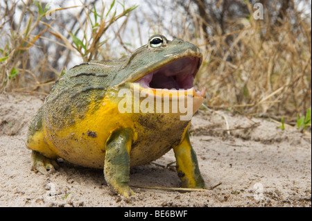 Afrikanische Ochsenfrosch (Pyxicephalus Adspersus), Central Kalahari, Botswana Stockfoto