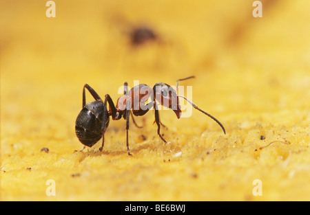 Südlichen Waldameise / Formica Rufa Stockfoto