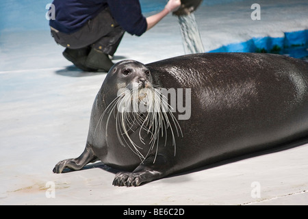 Bärtige Dichtung in das Polaria-Museum und das Aquarium in Tromsø, Norwegen Stockfoto