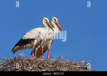 Europäische Weißstorch (Ciconia Ciconia), paar auf Nest stehend. Stockfoto