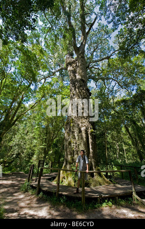 Woodville Big Tree Waldweg, Wilderness National Park, Garden Route, Südafrika Stockfoto