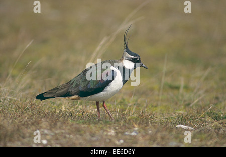 Kiebitz (männlich) - stehend auf Wiese / Vanellus Vanellus Stockfoto