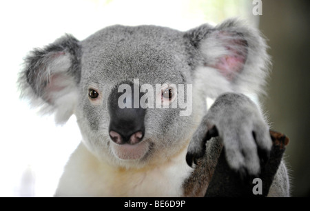 Aschgrau Koala (Phascolarctos Cinereus), juvenile, Queensland, Australien Stockfoto