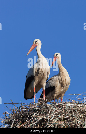 Europäische Weißstorch (Ciconia Ciconia), paar auf Nest stehend. Stockfoto