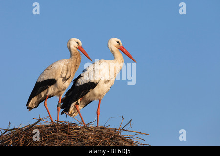 Weißstorch (Ciconia Ciconia), paar auf Nest stehend. Stockfoto