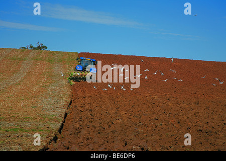 Herbst Pflügen in einem Feld in Cannington, Somerset, England, UK Stockfoto