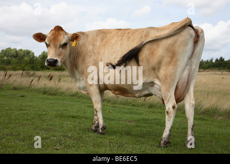 Ein neugieriger Jersey Kuh grasen auf einer Rasenfläche looiing auf Sie und kämpfen, fliegt mit dem Schwanz. Stockfoto