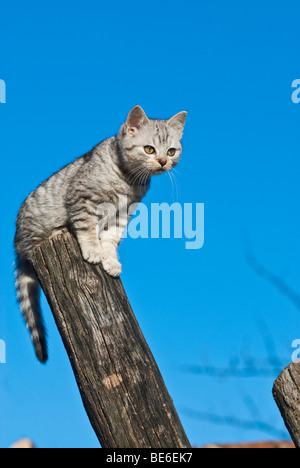 Hauskatze, 14 Wochen, sitzen auf der pole Stockfoto