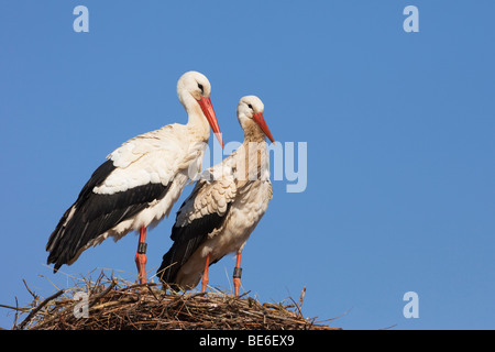 Europäische Weißstorch (Ciconia Ciconia), paar auf Nest stehend. Stockfoto