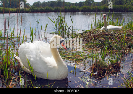 Paar Höckerschwäne (Cygnus Olor) nisten und Zucht Stockfoto