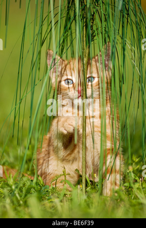 Hauskatze, Kätzchen spielt mit Ziergras Stockfoto