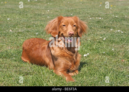 Nova Scotia Duck Tolling Retriever, liegend auf einer Wiese Stockfoto