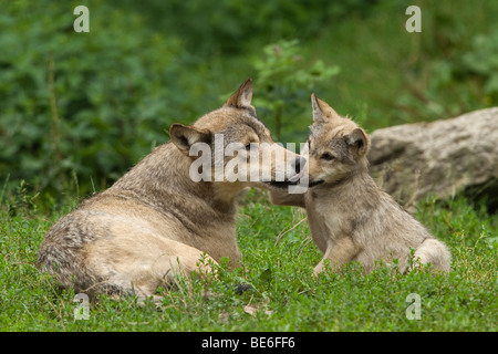 Europäische graue Wolf (Canis Lupus). Welpe mit Erwachsenen spielen. Stockfoto