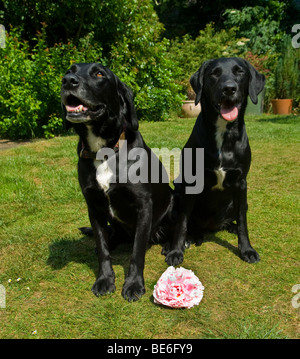 Zwei schwarze und weiße Labrador Kreuz Hunde im sonnigen Garten mit einer großen rosa Pfingstrose Blume auf Rasen mit Hintergrund von Büschen saß Stockfoto