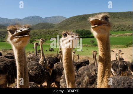 Straußenfarm, Oudtshoorn, Südafrika Stockfoto