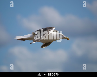 Möwe Erwachsenen Segelfliegen fliegen Atlantikküste St. Vaast la Hougue, Normandie, Frankreich Stockfoto