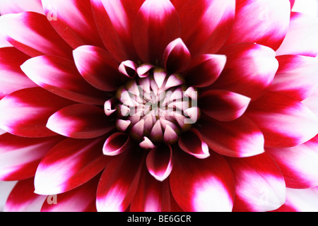 Detail einer Blume Dahlie (Dahlia) Stockfoto