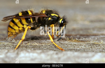 Deutsche Wespe oder gelbe Jacke Wespe (Vespula Germanica) Stockfoto