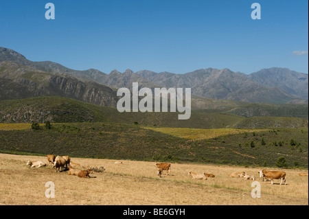 Rinderfarm in den Swartberg Bergen, in der Nähe von Oudtshoorn, Südafrika Stockfoto