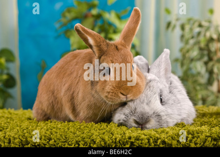 Zwei Kaninchen auf Moos Stockfoto