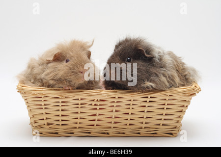 2 Texel Meerschweinchen, 4 Monate alt, sitzen nebeneinander in einem Brotkorb Stockfoto