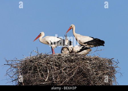 Europäische Weißstorch (Ciconia Ciconia). Koppeln Sie mit Küken im Nest. Stockfoto