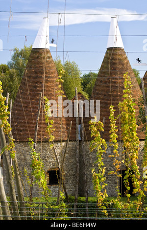 Kentish Oast Häuser und Hopfen Stockfoto